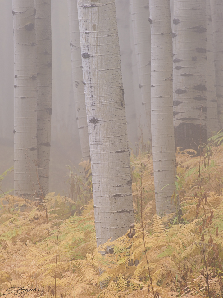 Aspen Fog