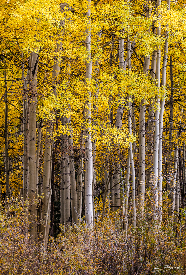 Aspen Thicket