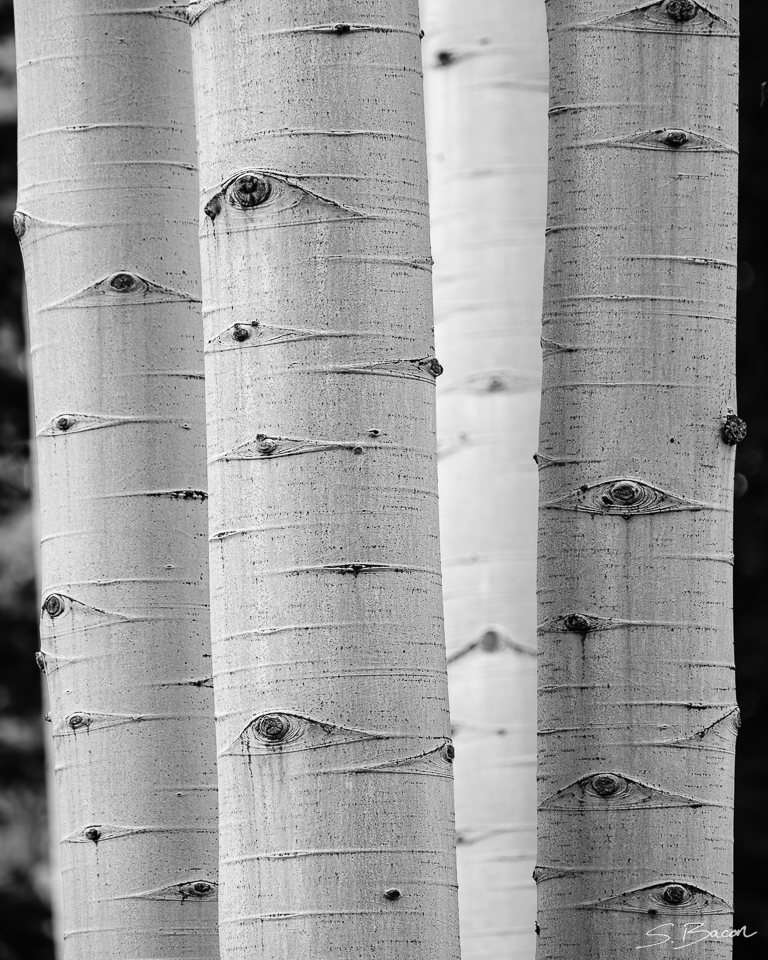 Aspen IV in Monochrome