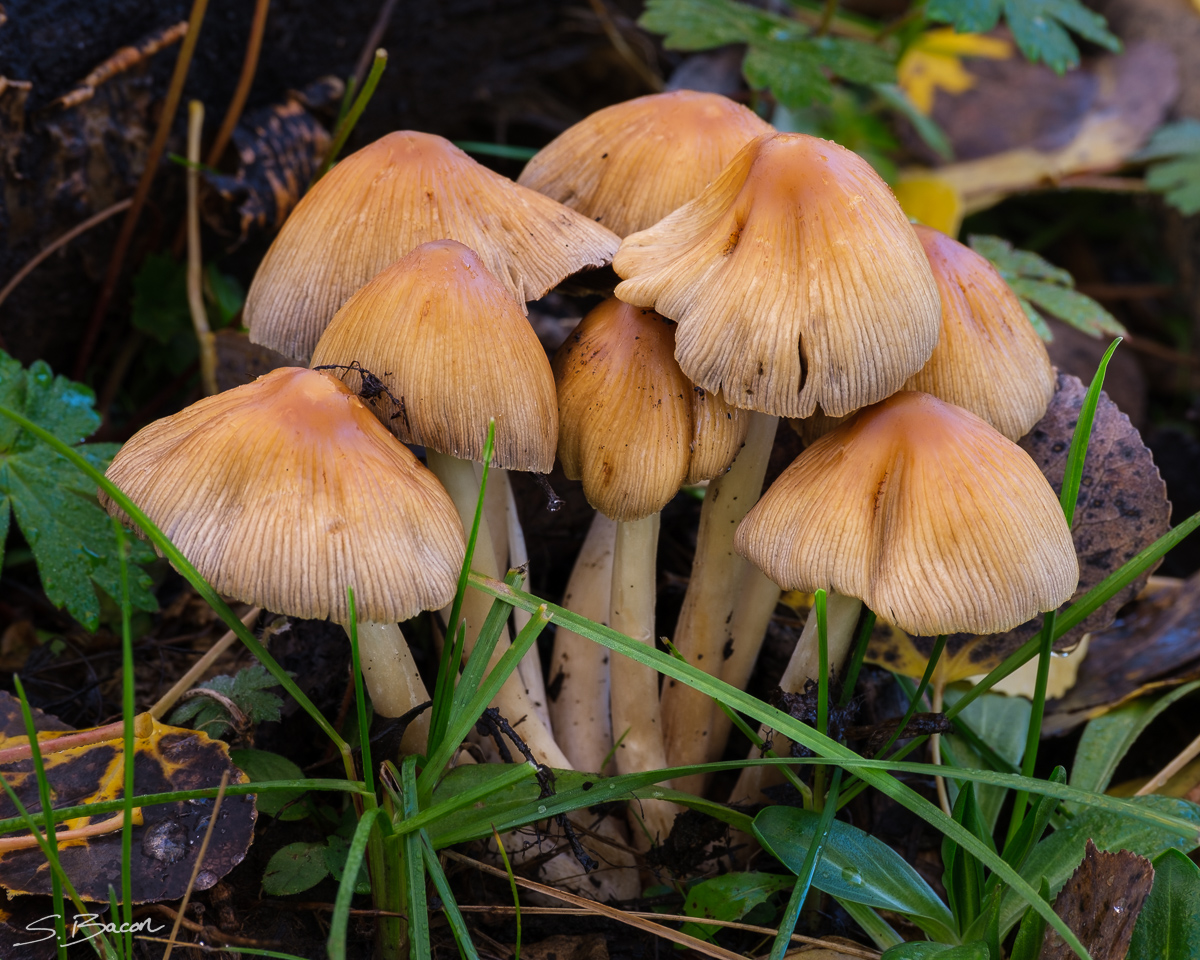 Mushroom Patch Mushroom Patch