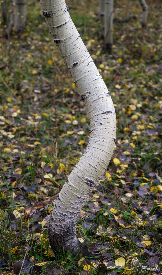 Spiral Aspen I Spiral Aspen I