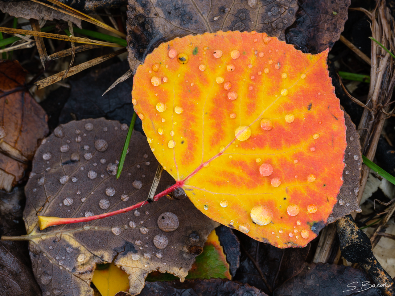 Orange Aspen Leaf Orange Aspen Leaf
