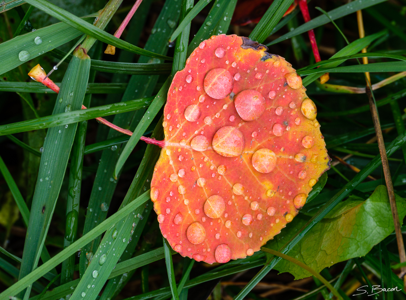 Red Aspen Leaf Red Aspen Leaf