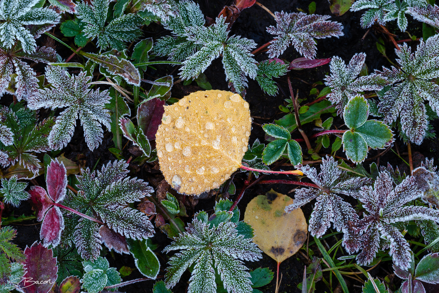 Frosty Undergrowth Frosty Undergrowth