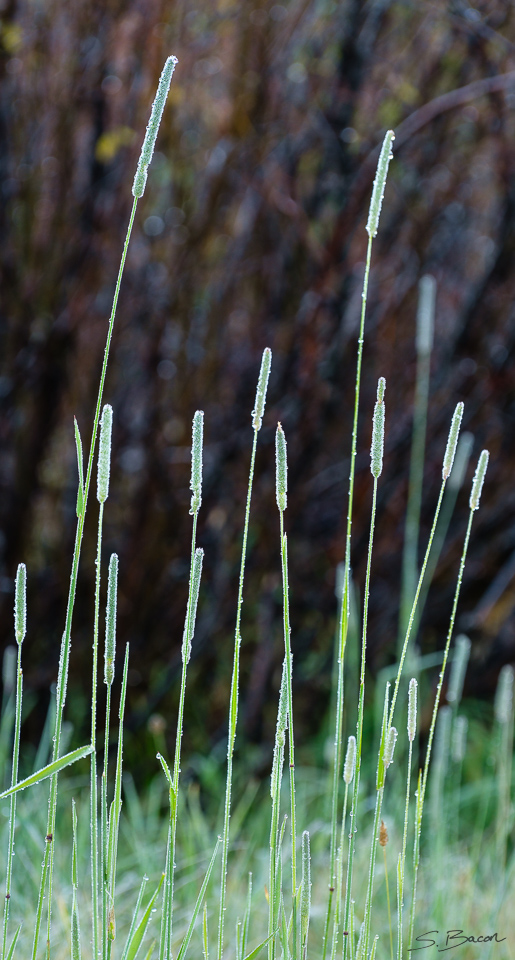 Frosted Grasses Frosted Grasses