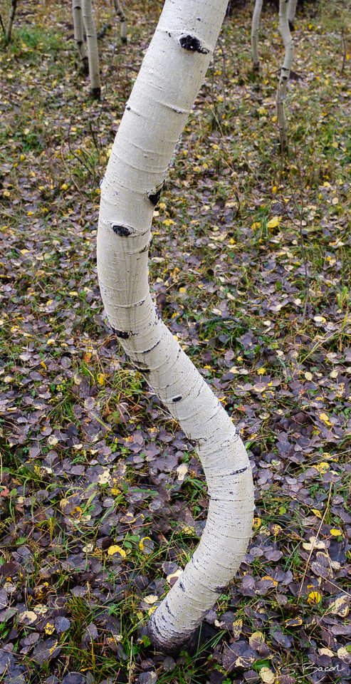 Spiral Aspen II Spiral Aspen II
