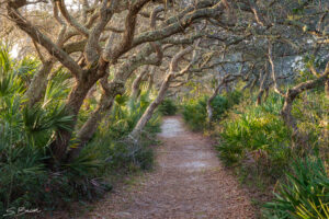 Walk Amongst the Oaks