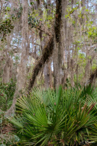 Spanish Moss and Saw Palmetto