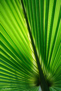 Backlit Saw Palmetto