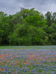 Meadow of Bluebonnets and Paintbrush