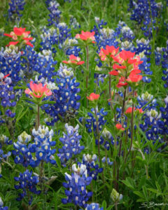 Bluebonnets and Paintbrush
