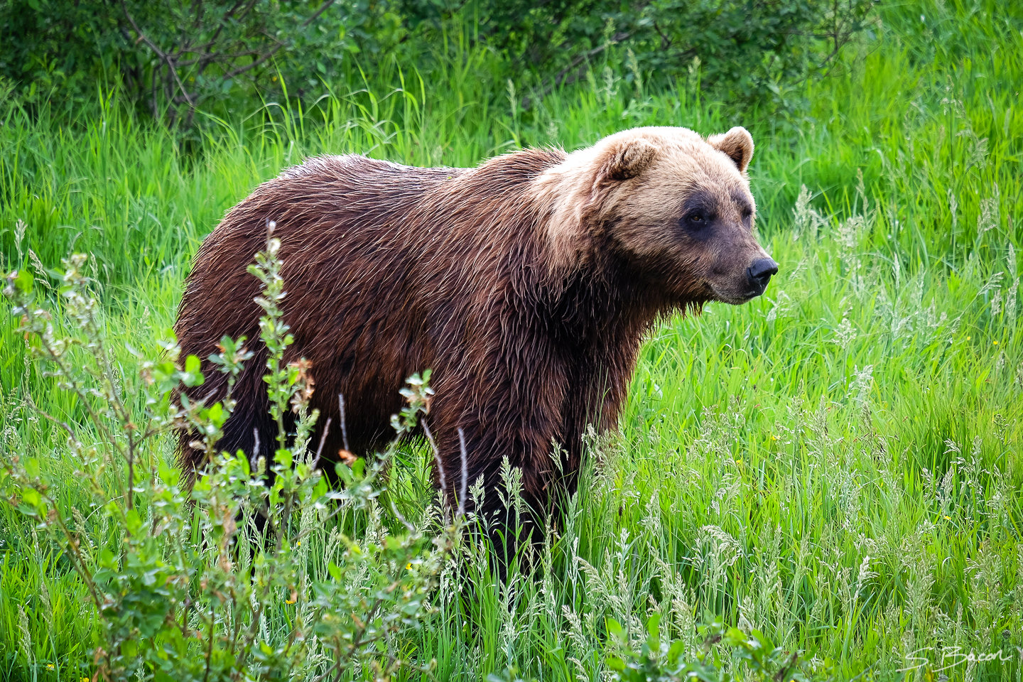 Alaska Brown Bear