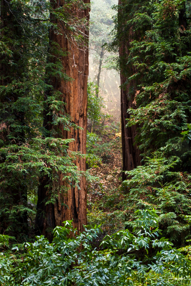 Redwoods Frame Morning Light