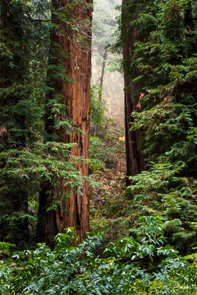 Redwoods Frame Morning Light