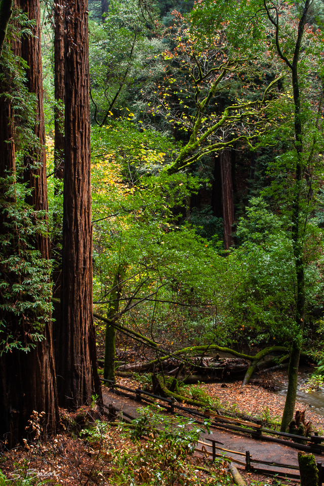 Muir Woods Path