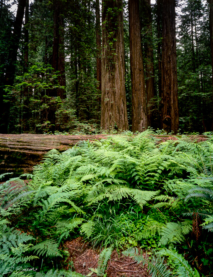 Redwoods and Ferns