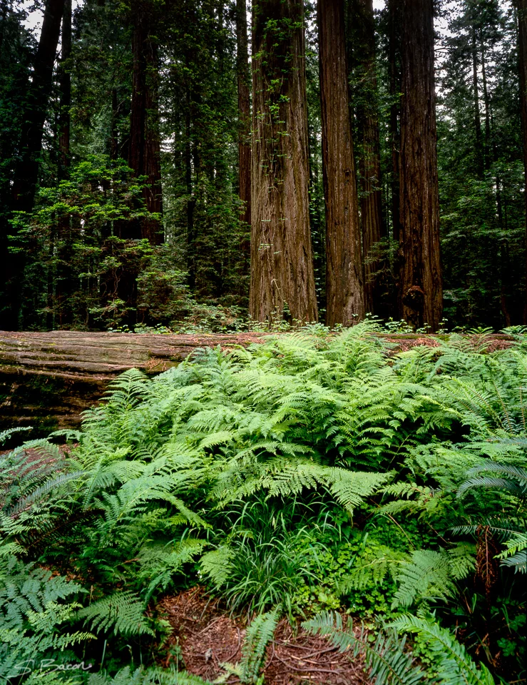 Redwoods and Ferns