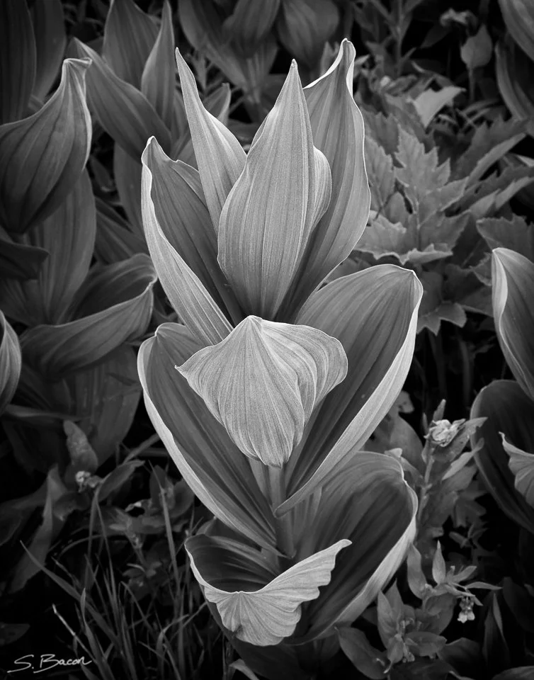 False Hellebore