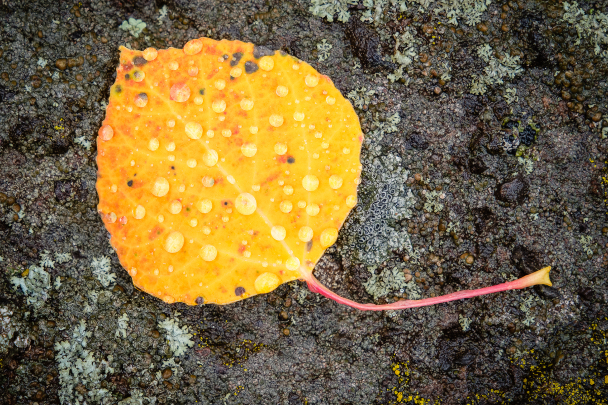 Aspen Leaf and Rain Drops Aspen Leaf and Rain Drops
