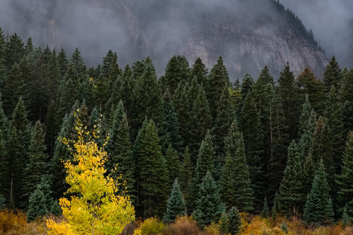 Aspen Outstanding Aspen Outstanding