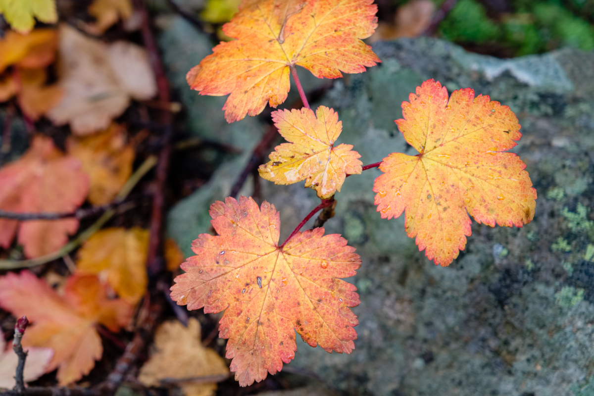 Scrub Oak Understory Scrub Oak Understory