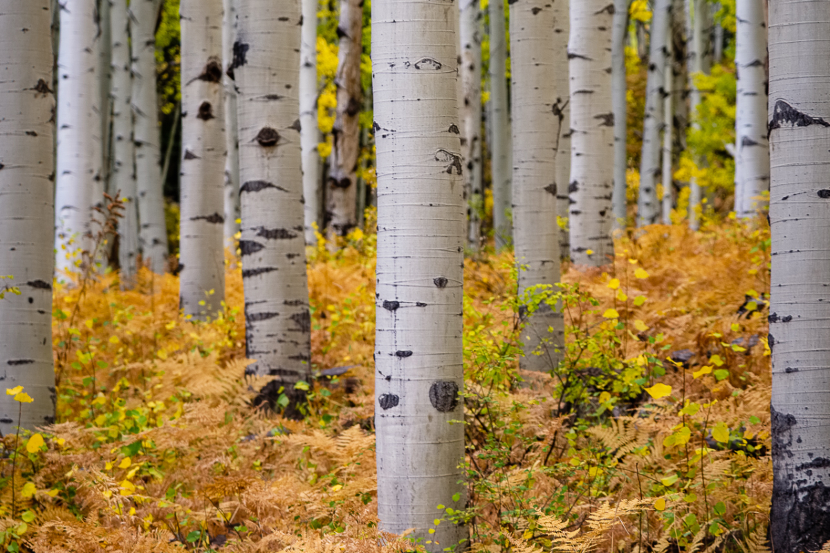 Aspen & Ferns Aspen & Ferns