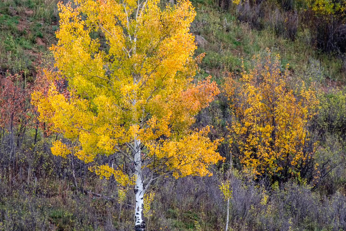 Multi-color Aspen Multi-color Aspen
