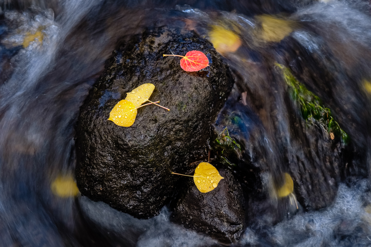 Colorful Leaves Colorful Leaves