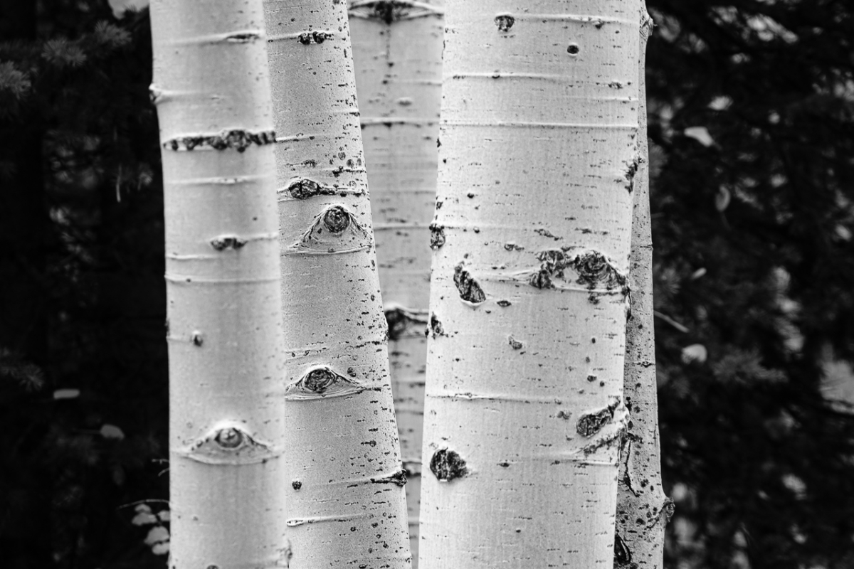 Aspen Group Aspen Group