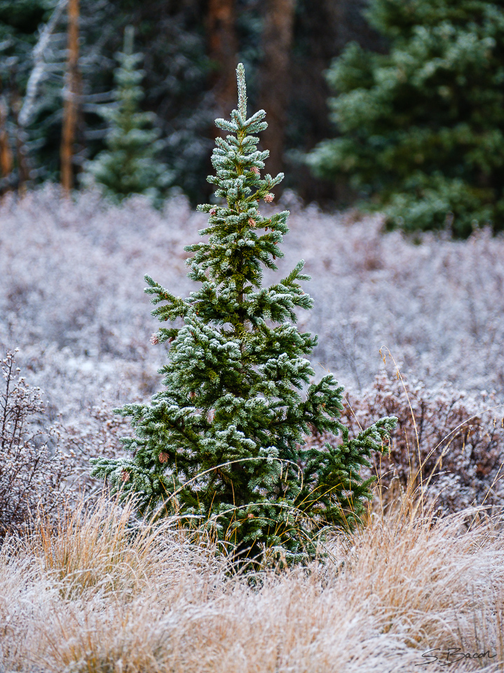 Spruce First Snow