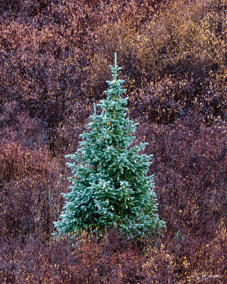 Frosted Spruce