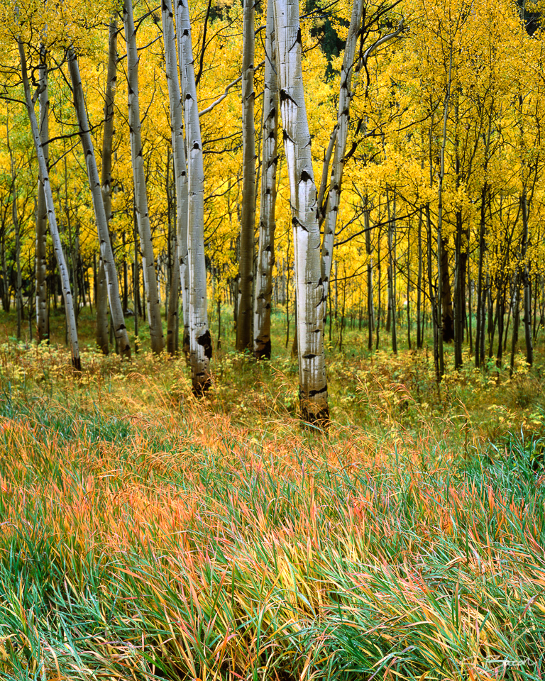 Aspen & Autumn Grass