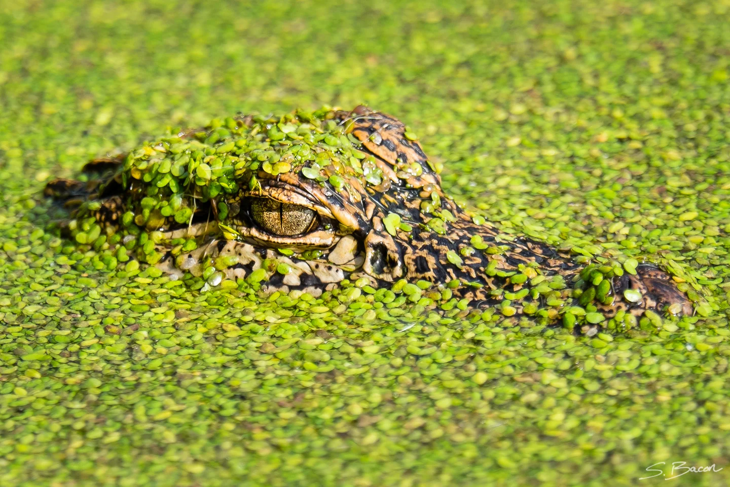 Gator-flage