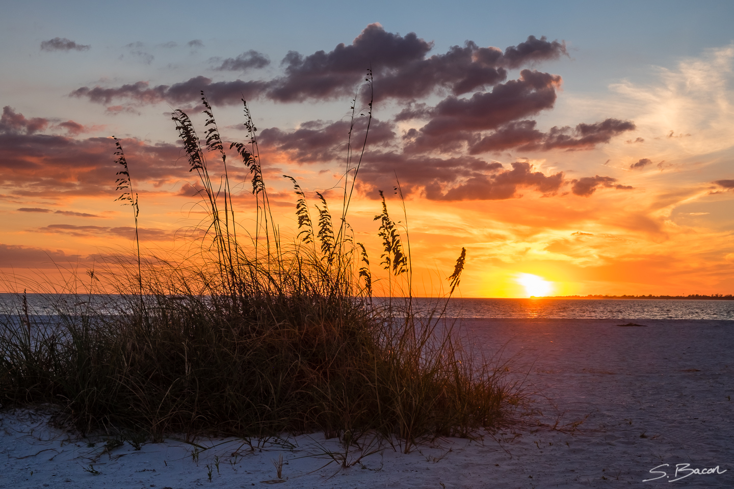 Bowditch Point Sunset and Seagrass