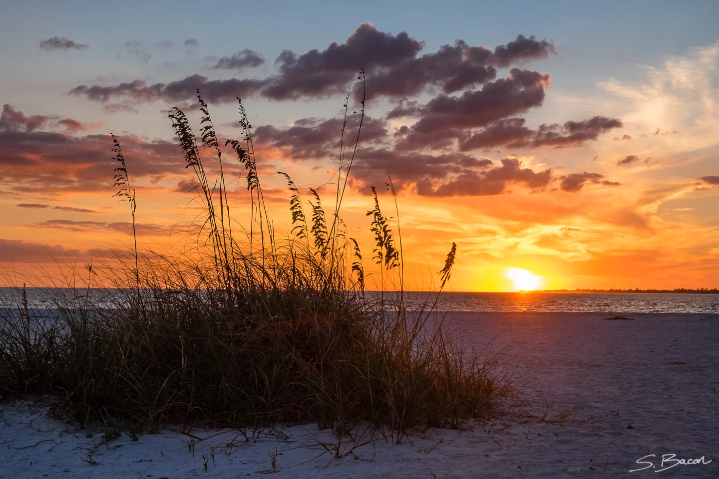 Bowditch Point Sunset and Seagrass
