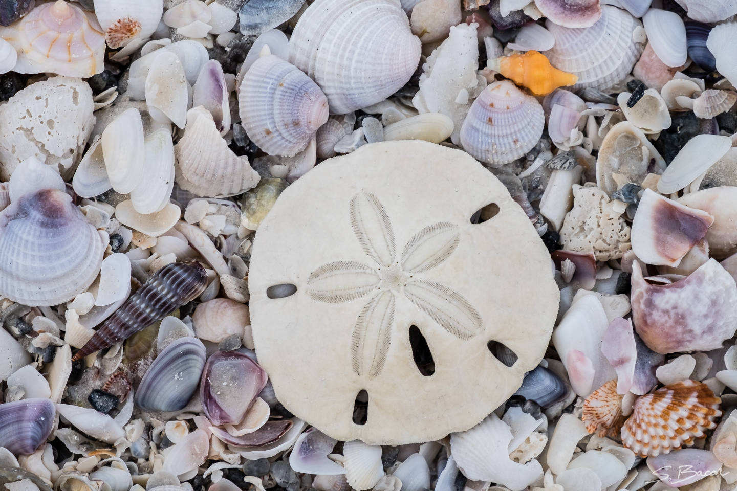 Sand Dollar I