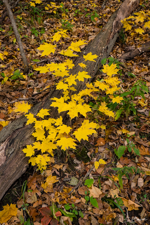 Fallen Tree and Golden Leaves