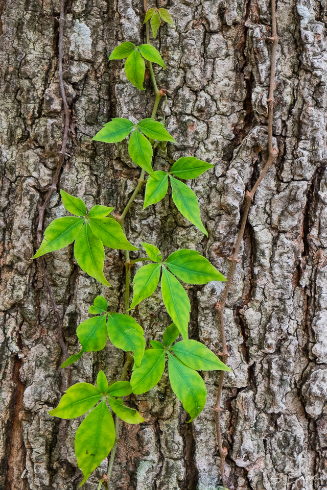 Climbing Vine