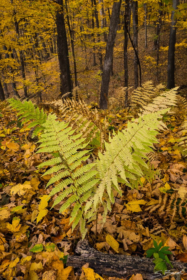 Fern Forest