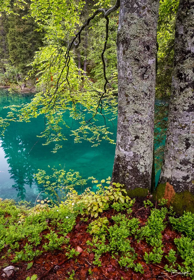Fusine Birch