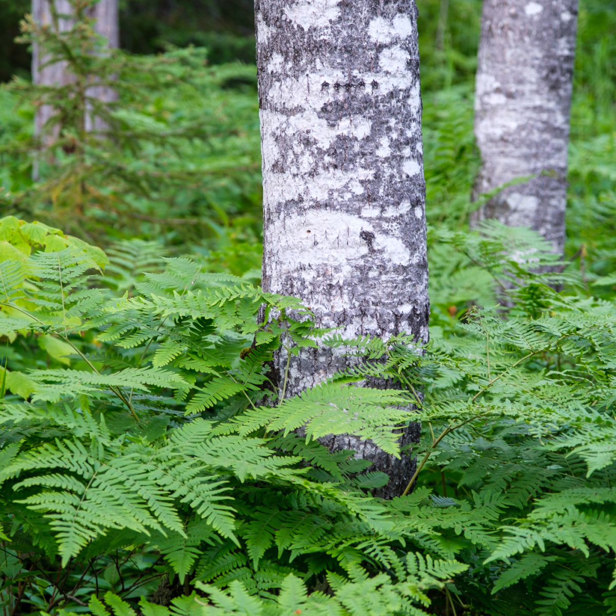 Birch and Ferns Birch and Ferns