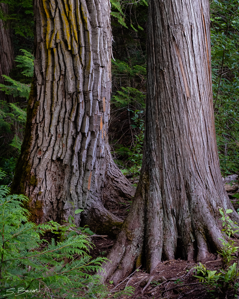 Companions - Red Cedar &amp; Black Cottonwood