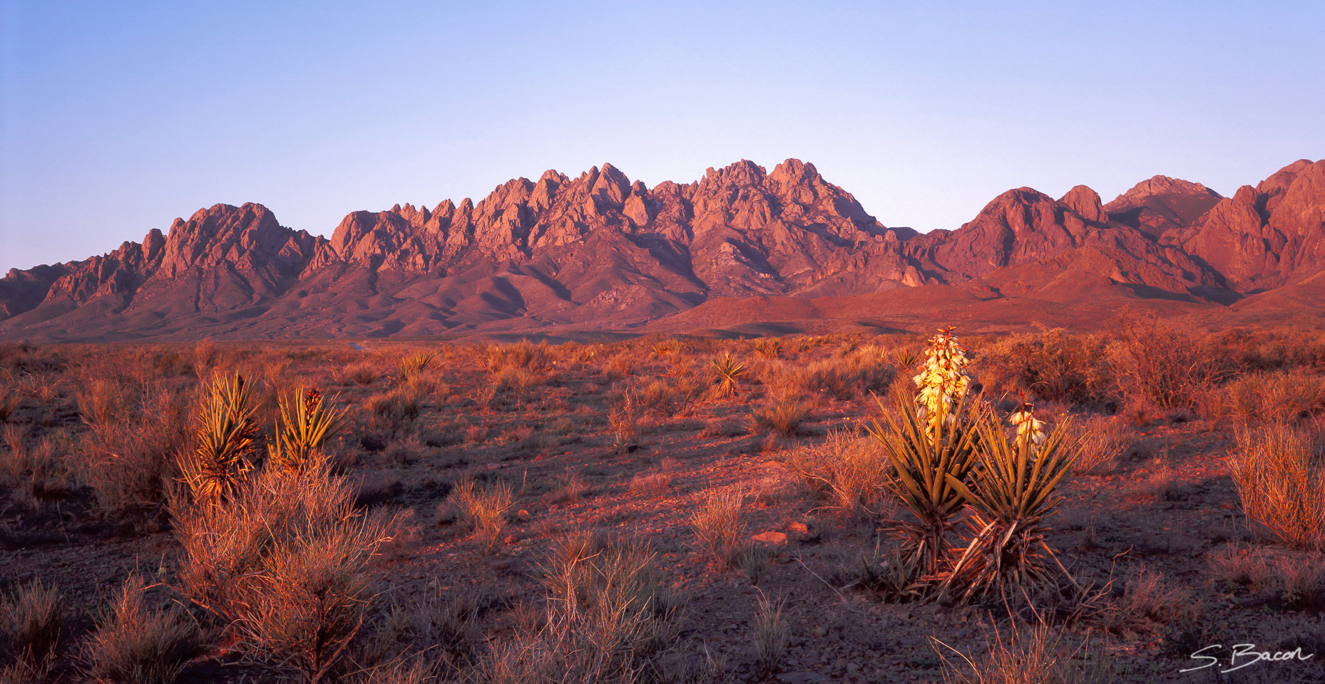 Organ Mountains and Blooming Yucca