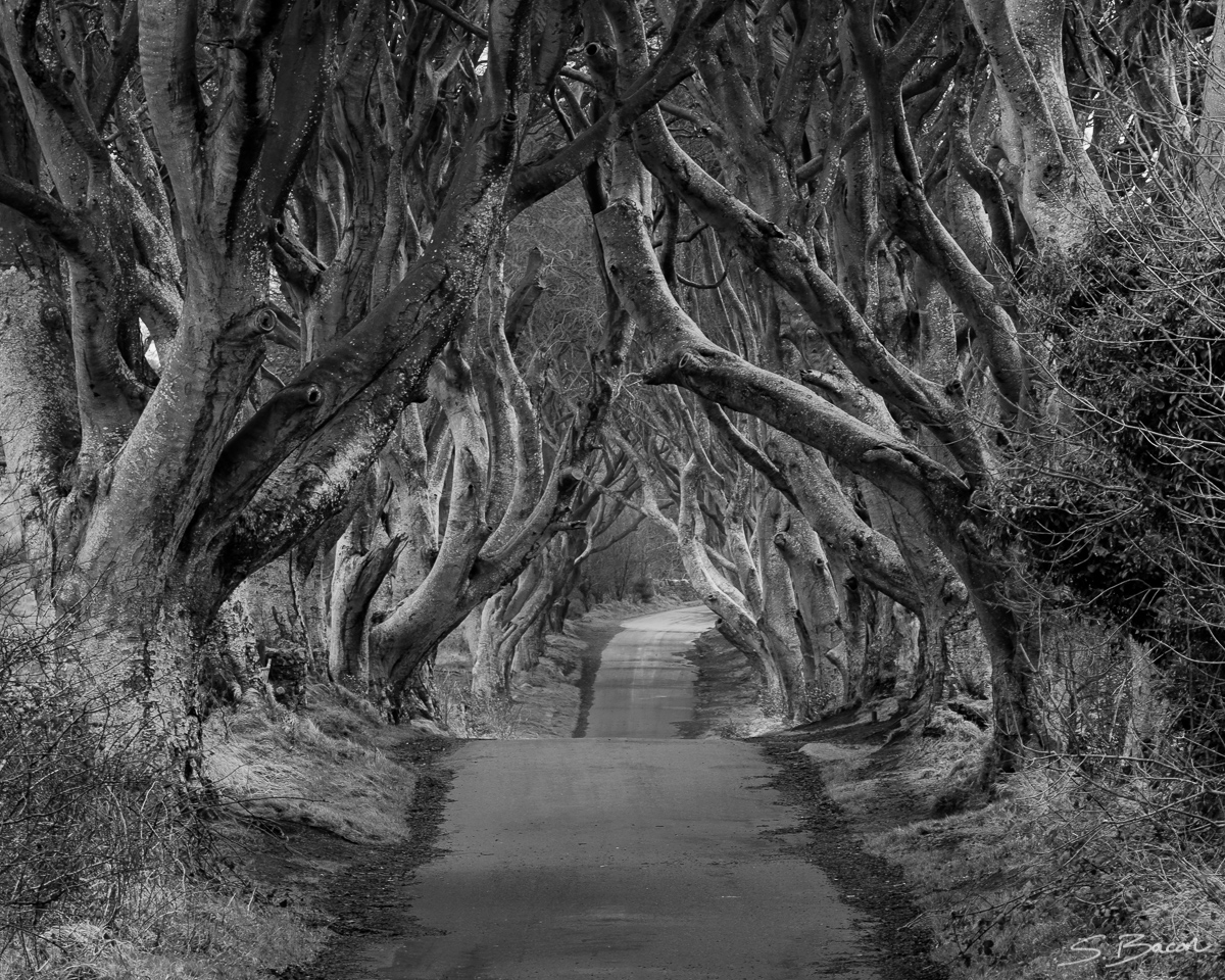 The Dark Hedges B&W