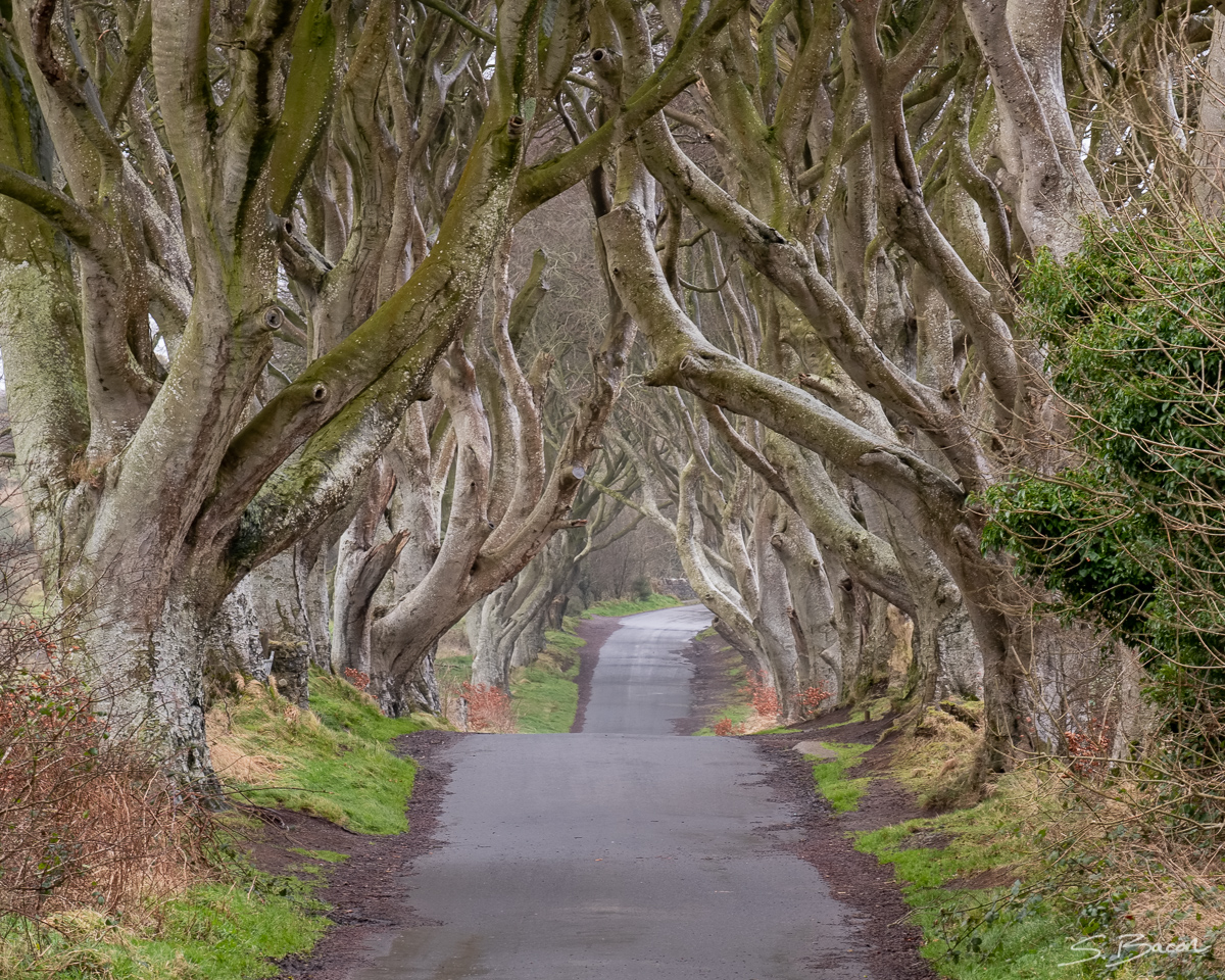 The Dark Hedges