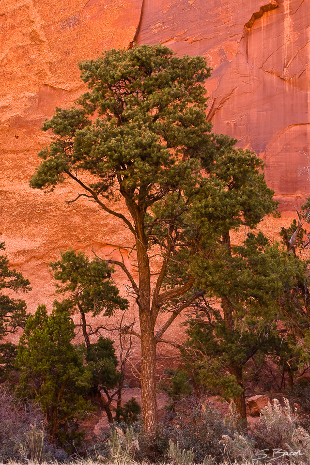Long Canyon Ponderosa