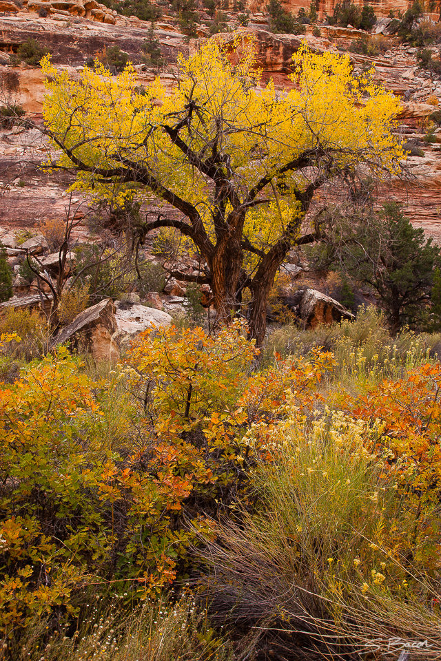 Canyon Autumn Palette