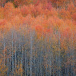 Splashes of Orange