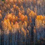 Aspens Sunrise Sidelight