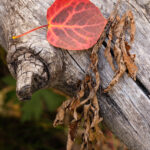 Aspen Leaf and Dried Vegetation